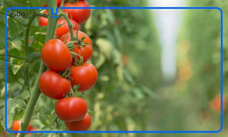 1 1 | اسید اسکوربیک در گیاه گوجه فرنگی